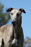 GREYHOUND 025